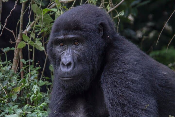 Private 3-Day Gorilla Trek in Bwindi Impenetrable National Park photo 6