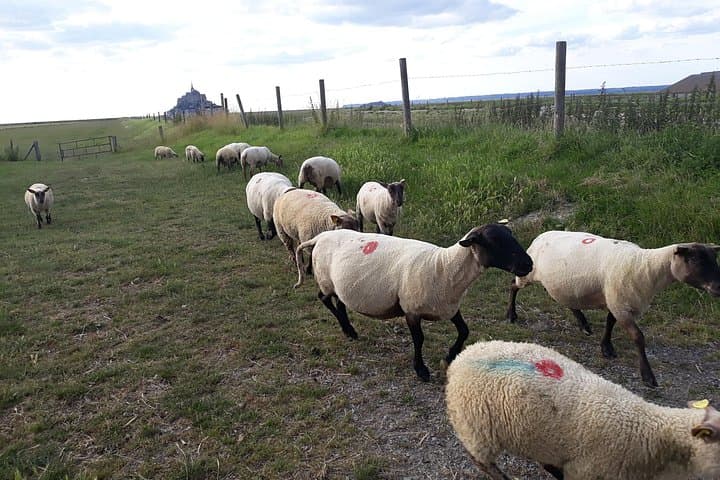 Mont-Saint-Michel Private Tour from Bayeux or Caen: Abbey, Tides & Medieval Village photo 2
