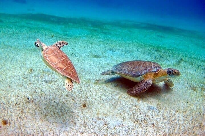 Full-Day Luxury Catamaran Turtle Snorkel and Honeymoon Beach Getaway in St. Thomas photo 4