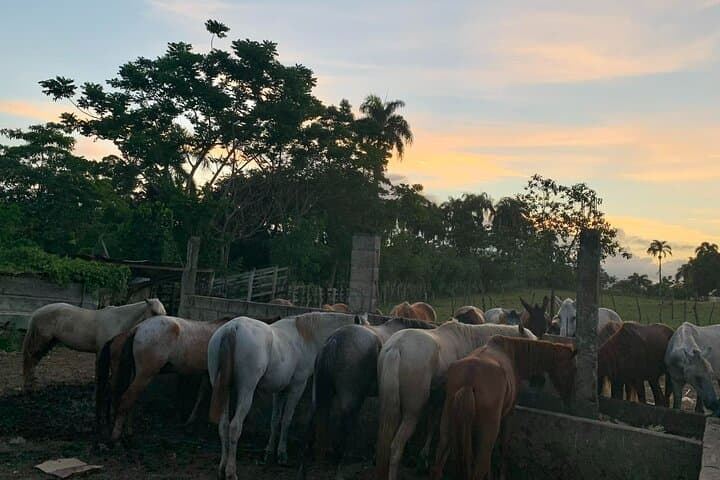 Punta Cana Ranch Horseback Ride with Private Pickup — Countryside Tour and Cigar Class photo 3