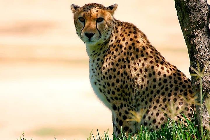 3-Day Masai Mara Mid-Luxury Lodge Safari by 4x4 Jeep — Big Five Game Drives photo 1