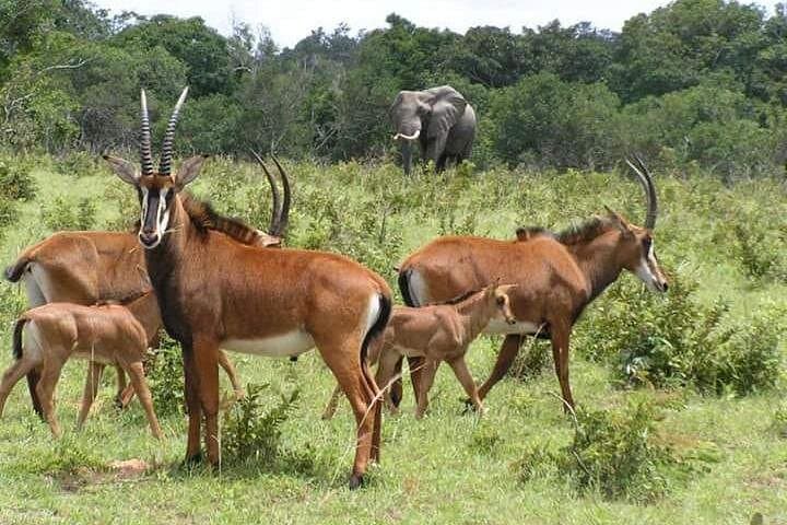 3-Day Masai Mara Mid-Luxury Lodge Safari by 4x4 Jeep — Big Five Game Drives photo 2