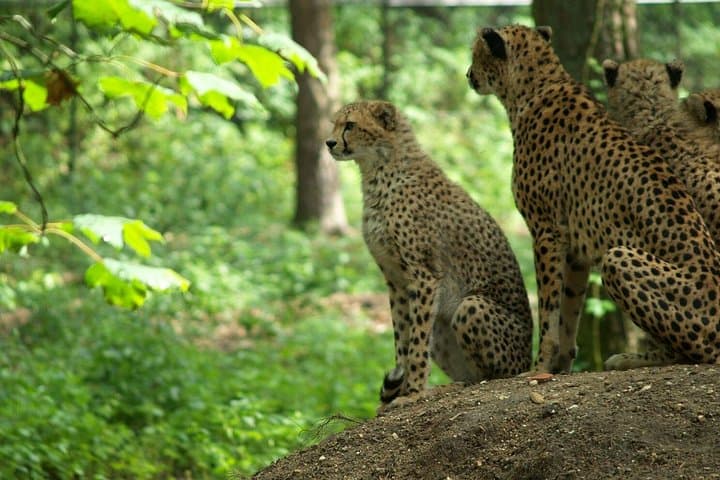 3-Day Masai Mara Mid-Luxury Lodge Safari by 4x4 Jeep — Big Five Game Drives photo 3