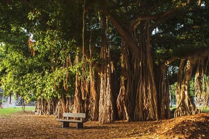 Oahu Private Film Locations Tour — Visit 'Lost', Blue Crush & Classic Movie Sites photo 2