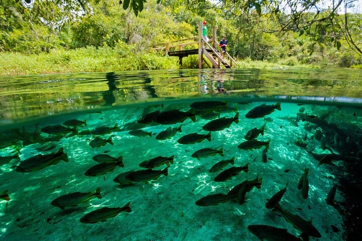 Floating the Sucuri River: Snorkel Brazil’s Crystal-Clear Springs