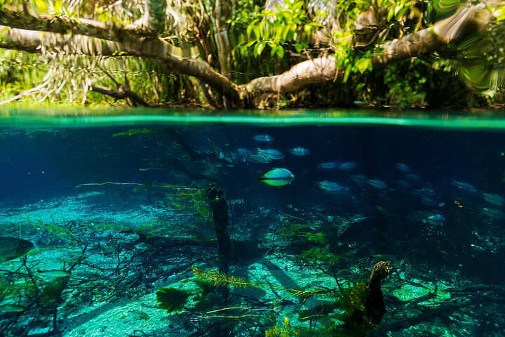 Floating the Sucuri River: Snorkel Brazil’s Crystal-Clear Springs photo 4