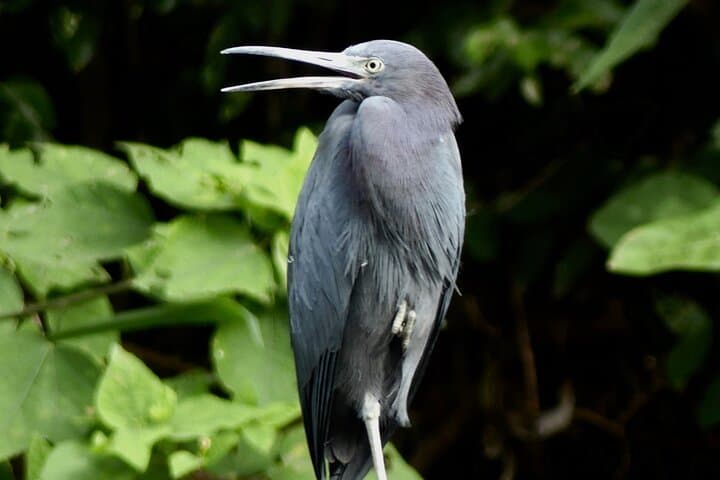 Playa Sámara Jungle Safari: 90-Minute Guided Nature Walk to See Monkeys & Birds photo 4