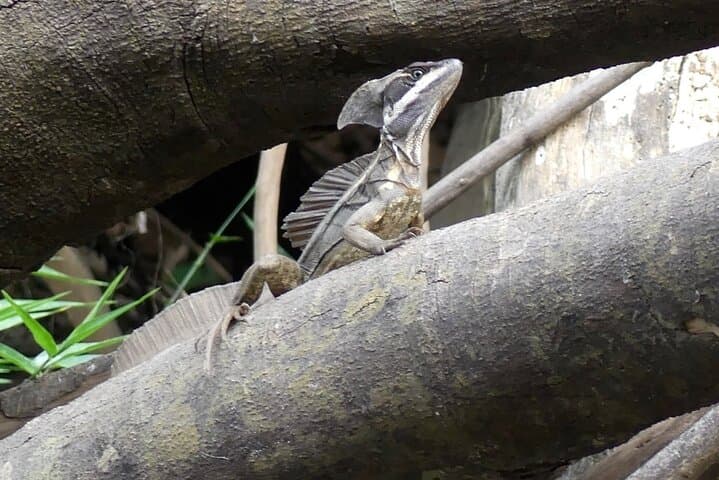 Playa Sámara Jungle Safari: 90-Minute Guided Nature Walk to See Monkeys & Birds photo 2