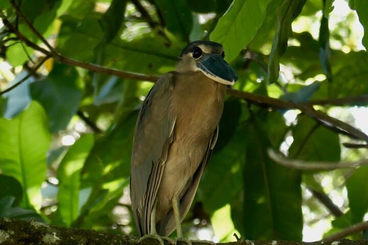 Playa Sámara Jungle Safari: 90-Minute Guided Nature Walk to See Monkeys & Birds photo 3