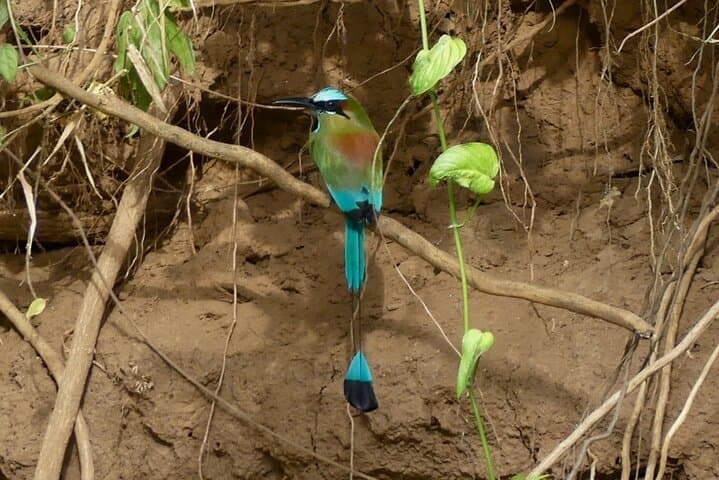 Playa Sámara Jungle Safari: 90-Minute Guided Nature Walk to See Monkeys & Birds photo 5