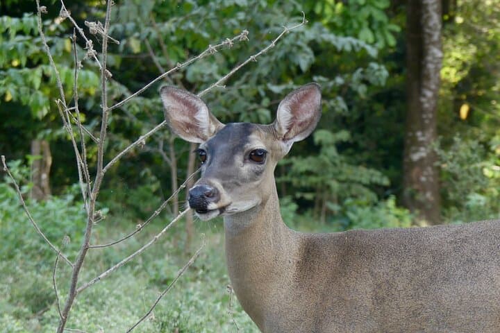 Playa Sámara Jungle Safari: 90-Minute Guided Nature Walk to See Monkeys & Birds photo 6