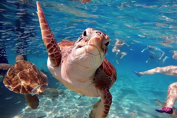 Snorkel with Akumal Turtles & Swim Underground Cenotes — Day Tour from Playa del Carmen photo 3