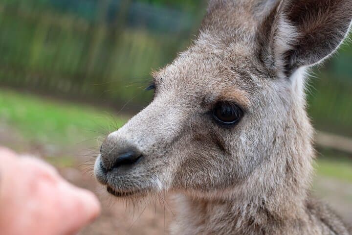 Blue Mountains Big Day Out: Private Full-Day Tour from Sydney to Katoomba photo 3