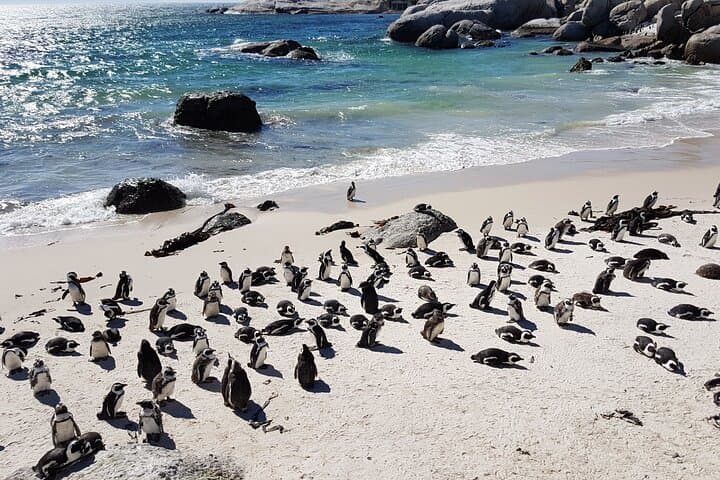 cape-point-penguins-private-cape-peninsula-day-tour photo 6
