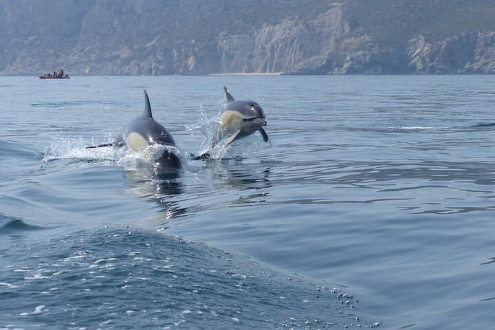 Dolphin Watching in Arrábida Marine Park — Boat Tours from Sesimbra