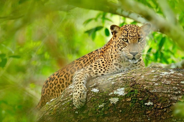 Wilpattu National Park Day Safari from Colombo — Leopard & Elephant Wildlife Tour photo 4