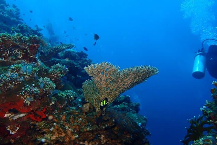 Tulamben Private 8-Hour Guided Dive: Liberty Wreck & Coral Gardens photo 6