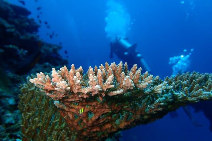 Tulamben Private 8-Hour Guided Dive: Liberty Wreck & Coral Gardens photo 3