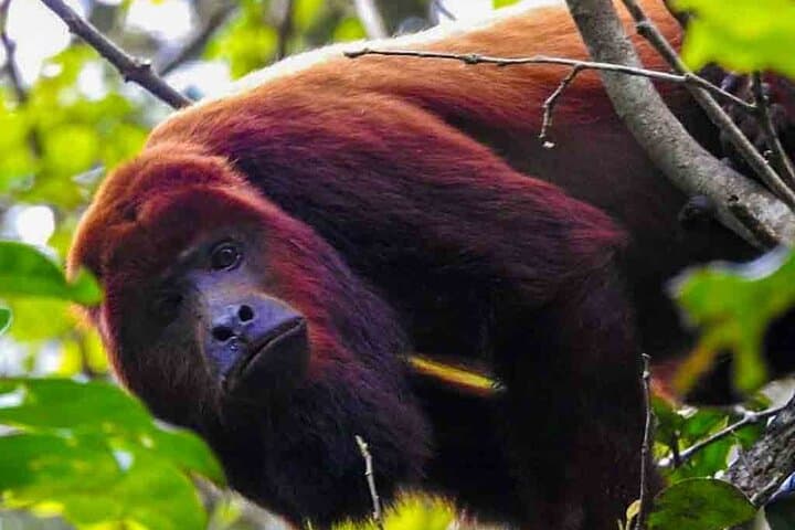 Slow Travel Quito to Cuyabeno Amazon: 5-Day Tucan Ecolodge Rainforest Journey photo 3