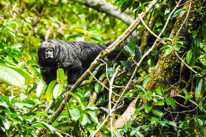 Slow Travel Quito to Cuyabeno Amazon: 5-Day Tucan Ecolodge Rainforest Journey photo 4