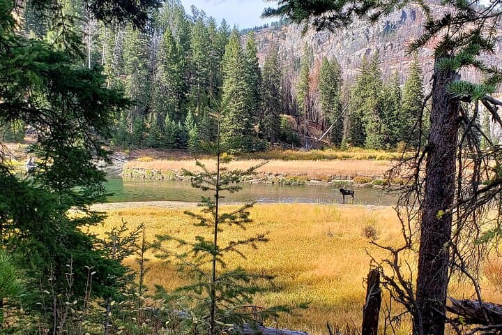 Yellowstone Wildlife Tour: Tracking Grizzlies and Wolves in America’s Last Wild Frontier photo 2