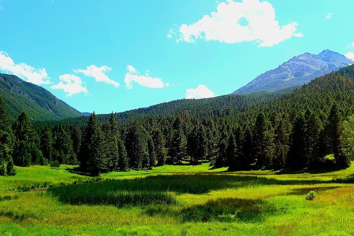 Yellowstone Wildlife Tour: Tracking Grizzlies and Wolves in America’s Last Wild Frontier photo 4