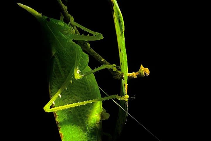 Monteverde Night Walks: After-Dark Wildlife Tour in Costa Rica's Cloud Forest photo 5