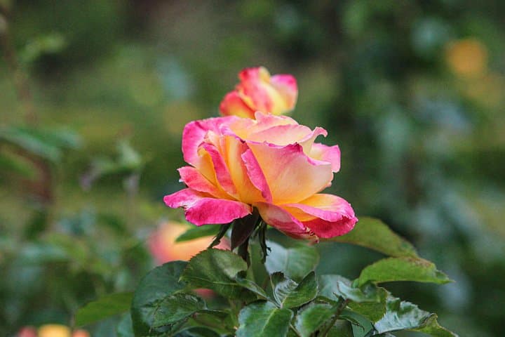 VanDusen Botanical Garden Admission — Vancouver’s 55-Acre Plant Collection, What to See & Visitor Tips photo 6