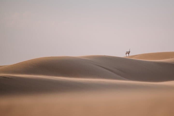 Dubai in a Day: City Sights, Abra Ride & Desert Safari photo 1