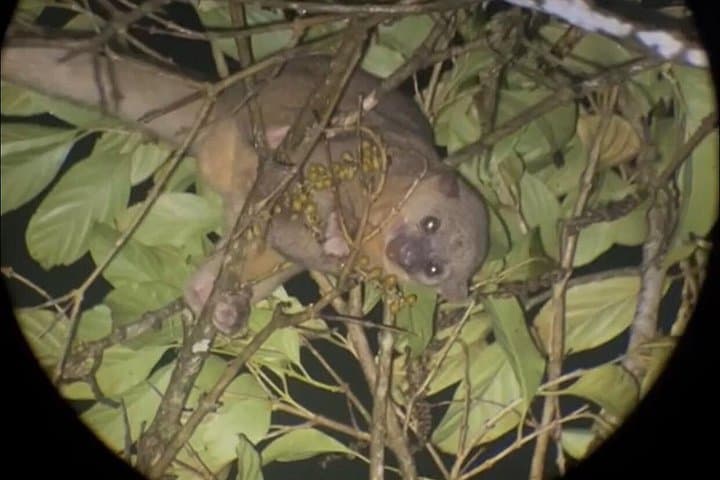 Monteverde Night Walks: After-Dark Wildlife Tour in Costa Rica's Cloud Forest photo 6