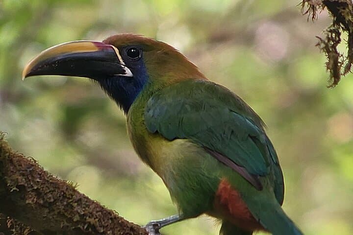 Monteverde Cloud Forest Hanging Bridges: Treetop Naturalist Tour photo 6