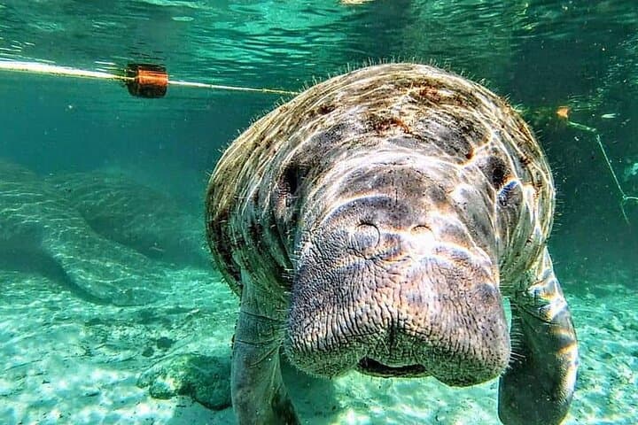 Paddling Florida’s Crystal River: Silver Springs Manatee Kayak Tour Guide photo 3