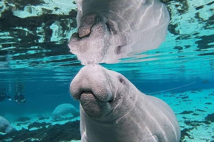 Paddling Florida’s Crystal River: Silver Springs Manatee Kayak Tour Guide photo 4