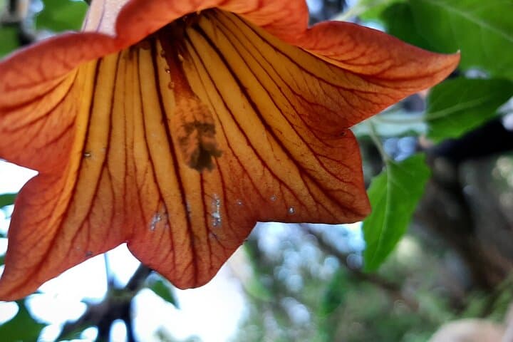 Barranco de los Cernícalos: Waterfalls & Rainforest Hike with Local Guides in Gran Canaria photo 2