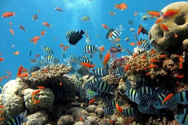 Semi-Submarine Hurghada: Underwater Red Sea Coral Viewing Cruise photo 2