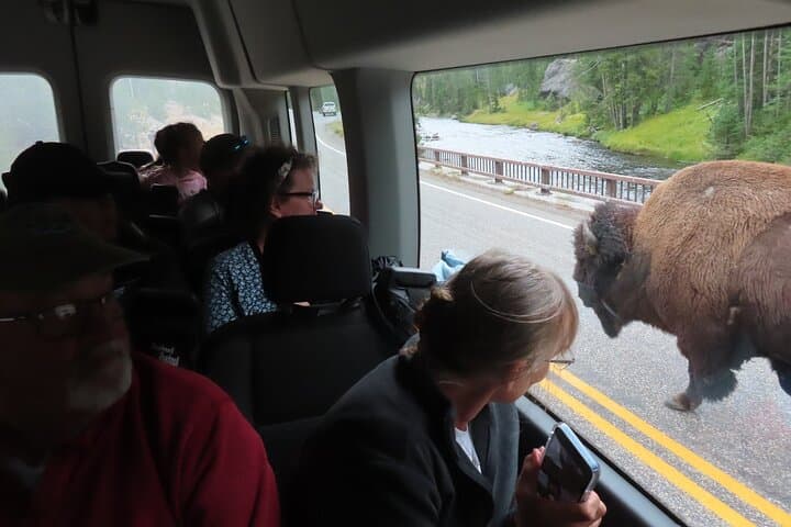 Upper Loop Wildlife Van Tour: Lamar Valley, Mount Washburn & Mammoth Hot Springs photo 3