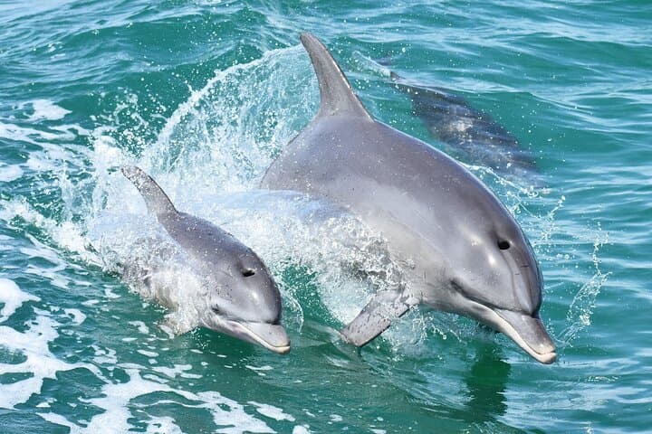 Mandurah Dolphin Cruise and Scenic Canal Views