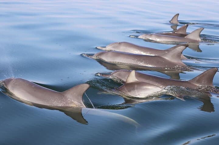 Mandurah Dolphin Cruise and Scenic Canal Views photo 6