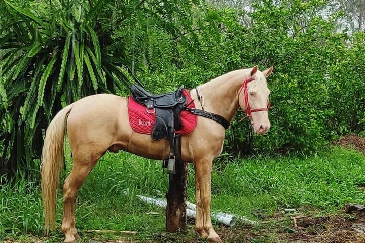 Horseback Riding Near Santo Domingo: Ranch & River Country Tour with Pickup photo 3