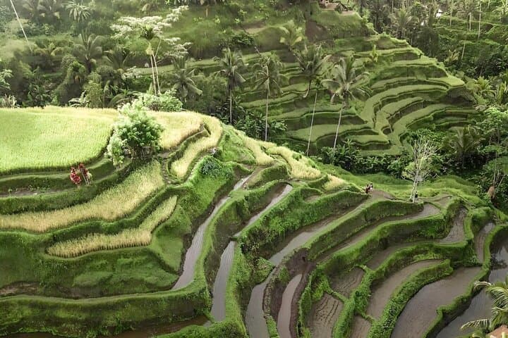 Ubud Full-Day Highlights: Monkey Forest, Tegalalang & Tegenungan Waterfall