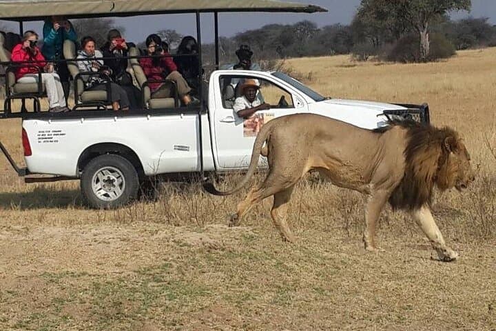 Hwange Park Big 5 Game Drive — Full-Day Safari in Zimbabwe