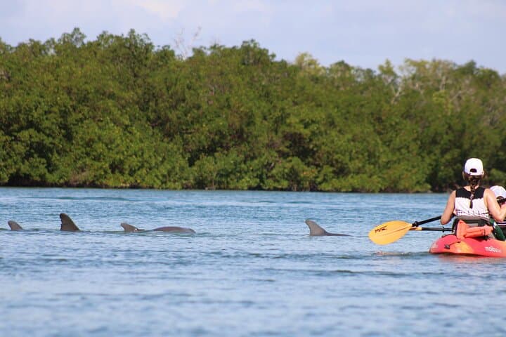 Guided Kayak Tour Through the Naples Mangroves — 2-Hour Wildlife Paddle photo 2