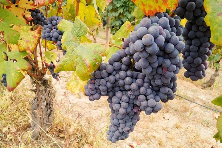 E‑bike Tour in Langhe del Barbaresco — 40 km Asphalt Ride from Alba photo 4