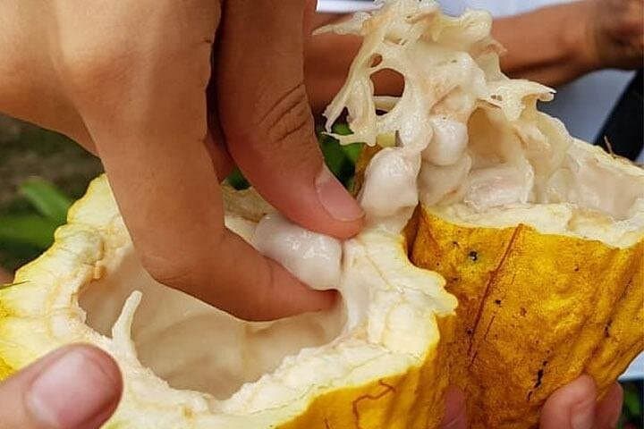 Cocoa and Cloud Forest Private Day Tour from Guayaquil — Bucay Waterfalls & Cacao Farm Experience photo 3