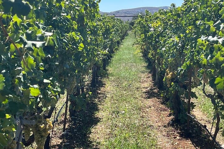 Peza Valley Wine Tour: Lyrarakis & Titakis Wineries with Cretan Lunch