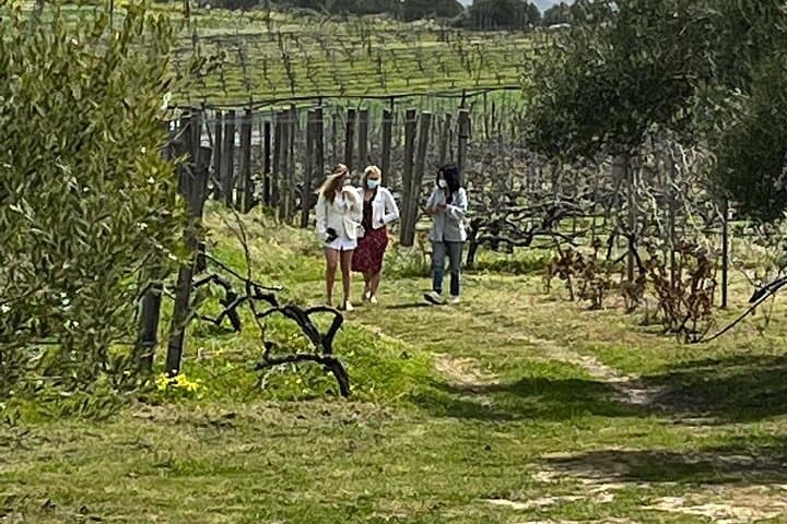 Peza Valley Wine Tour: Lyrarakis & Titakis Wineries with Cretan Lunch photo 2