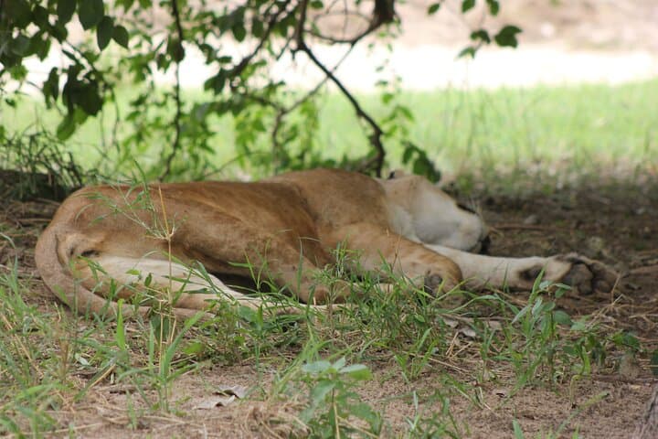 2-Day Tarangire and Ngorongoro Crater Safari photo 3