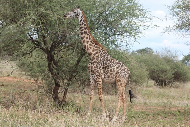 2-Day Tarangire and Ngorongoro Crater Safari photo 4