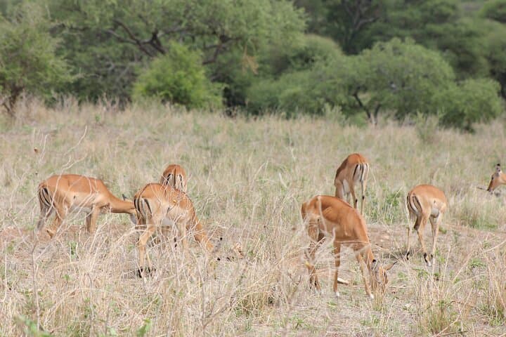2-Day Tarangire and Ngorongoro Crater Safari photo 5