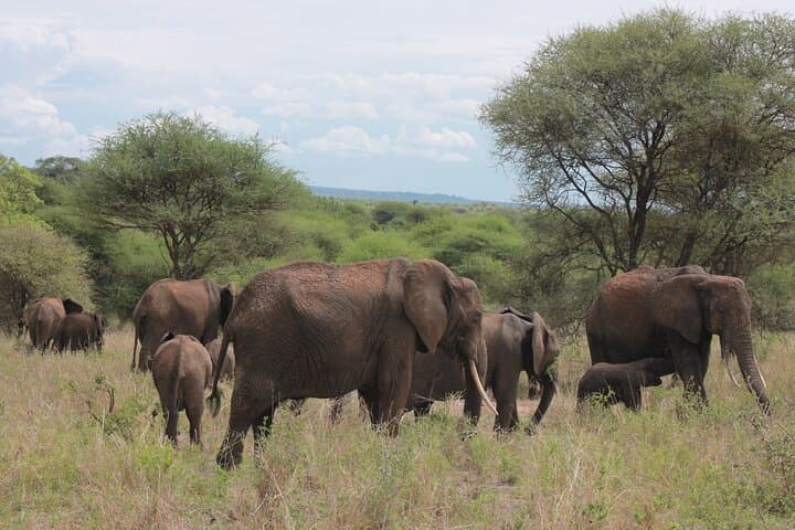 2-Day Tarangire and Ngorongoro Crater Safari photo 6
